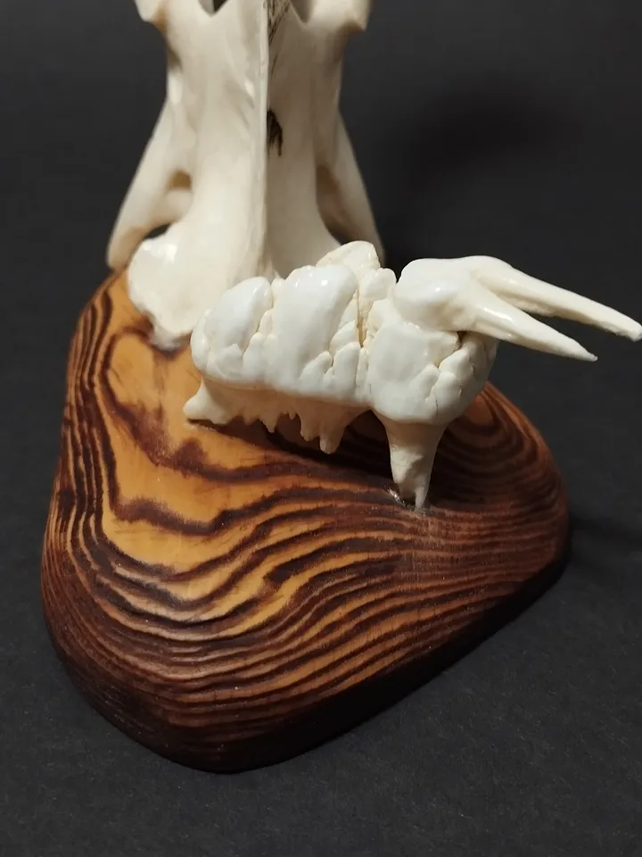 Knife of vulture bone