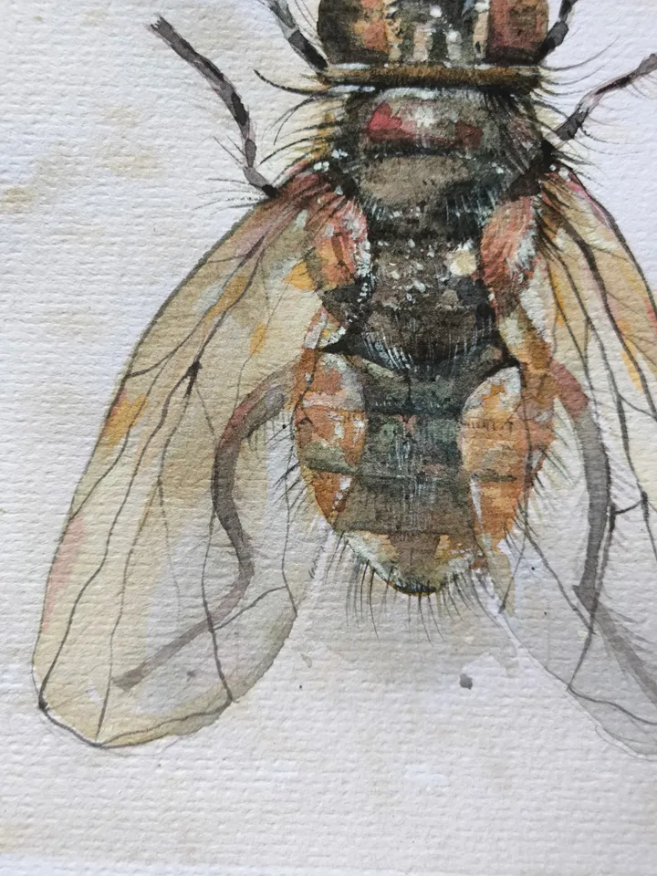 Watercolor. Brown Fly.