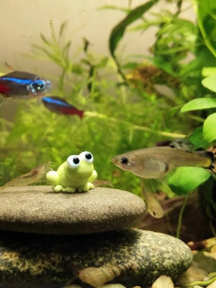 AQUARIUM DECORATION Frog figurine Small Aquarium decor Aquarium figurine Aquarium gifts Aquarium ornament Tiny frog Glass frog miniature