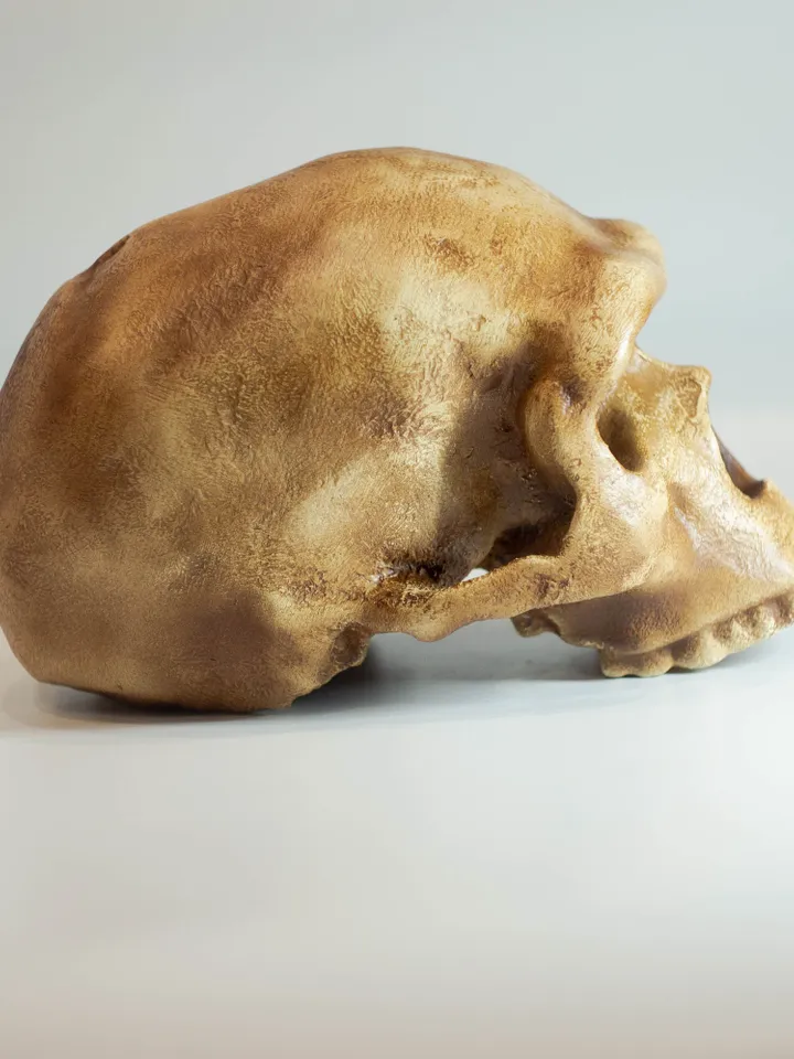 Homo Neanderthal Steinheim Man Skull Replica, Prehistoric Fossil Collection, Realistic Hominid Skull, Museum Quality