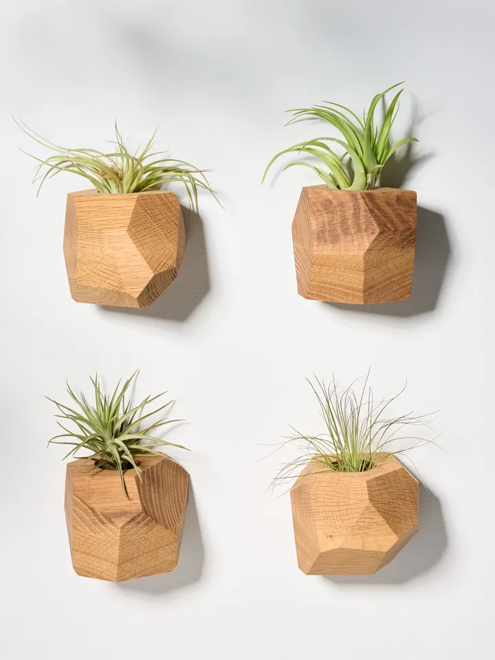 Set of 4 White Oak Geometric Air Plant Holder