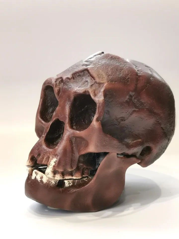 Homo Floresiensis Skull Replica (Hobbit), Prehistoric Fossil Collection, Realistic Hominid Skull