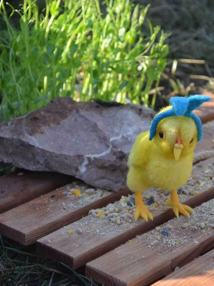 Chicken