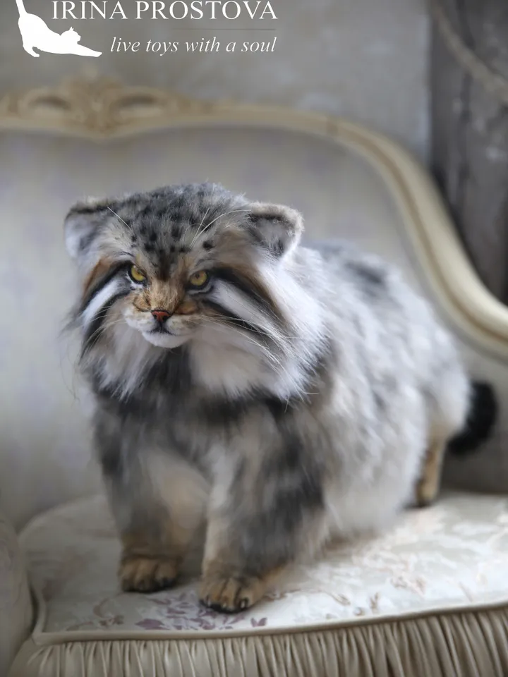 Pallas cat Nusha realistic plush animals. Ooak toy. Realistic manul stuffed toy (READY TO SHIP)