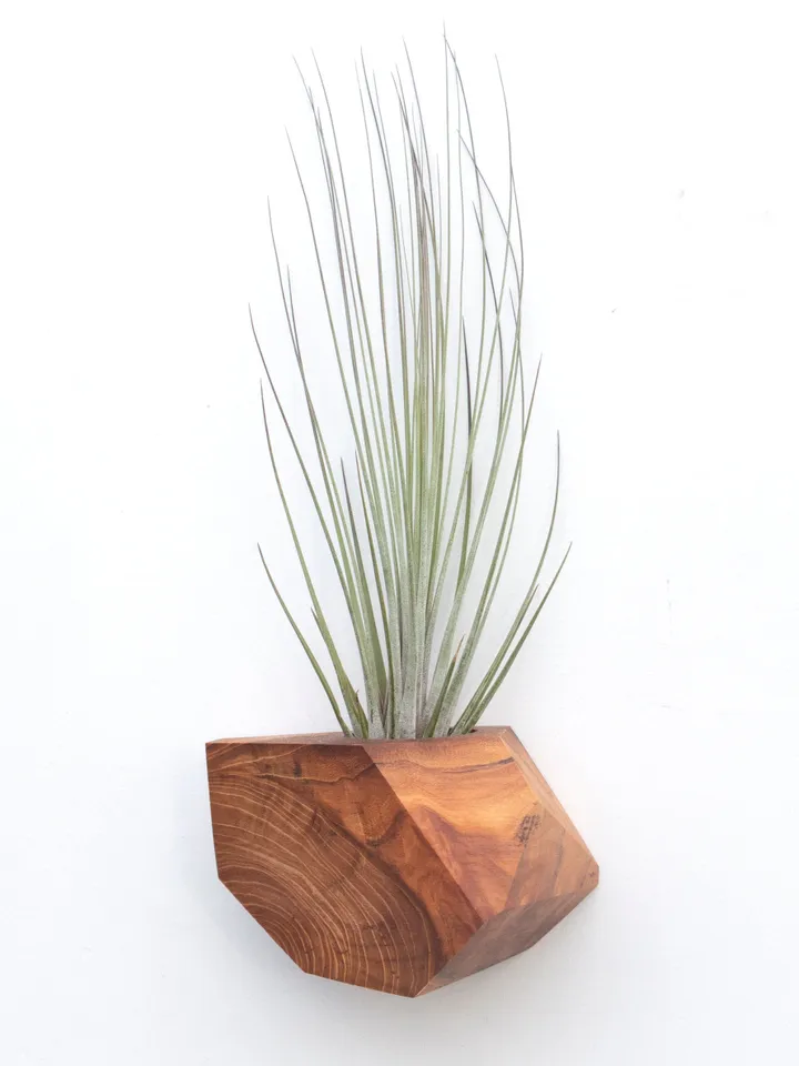 Bundle Set - Set of Five Wood Geometric Air Plant Holders - Bundle and Save! 5 different shapes, different species of wood