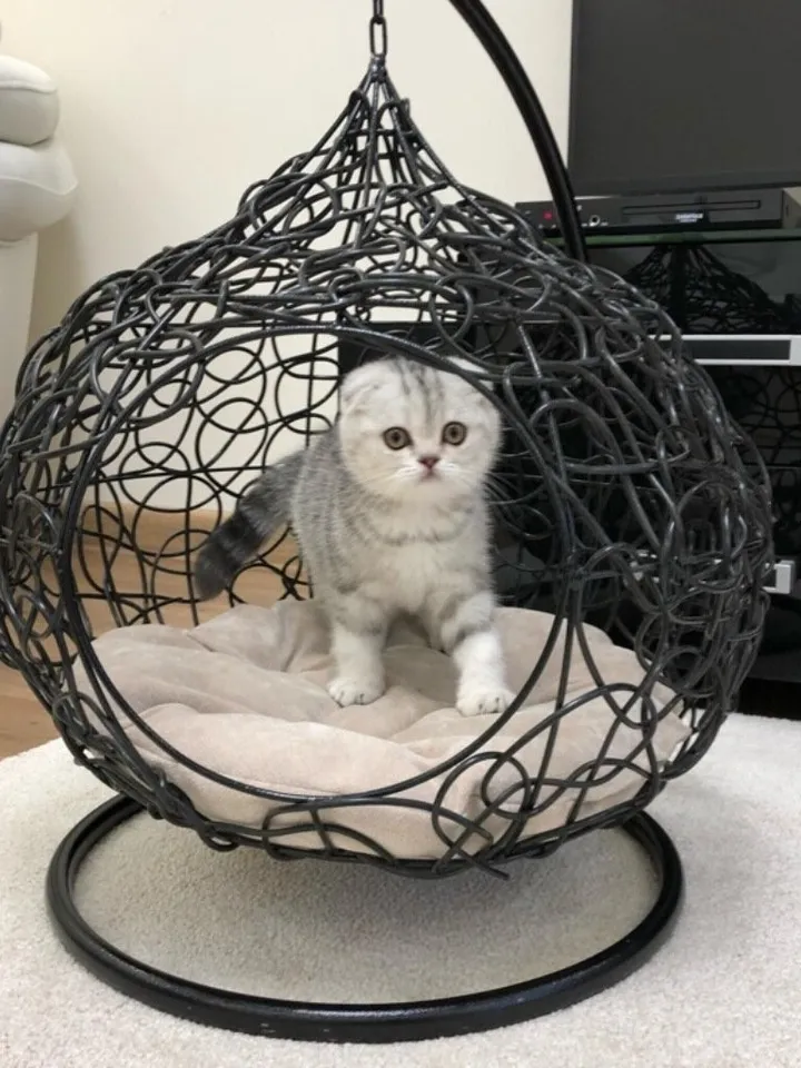 Cat chair Hanging Egg for pet Bed for cat