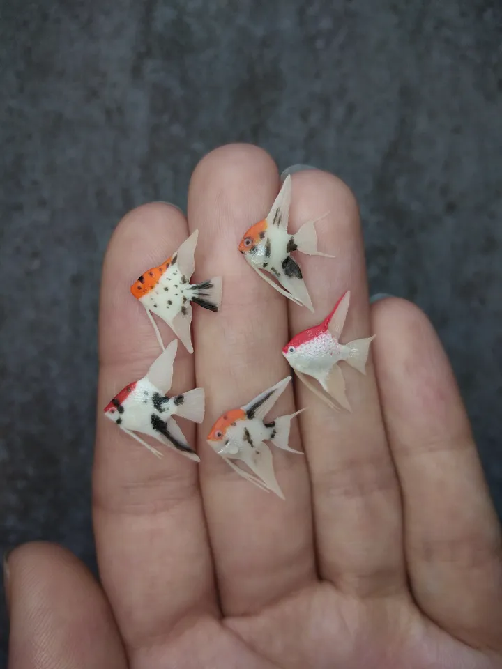 Set of miniature clay freshwater angelfish 10 pcs, tiny fish for diorama, dollhouse or resin art