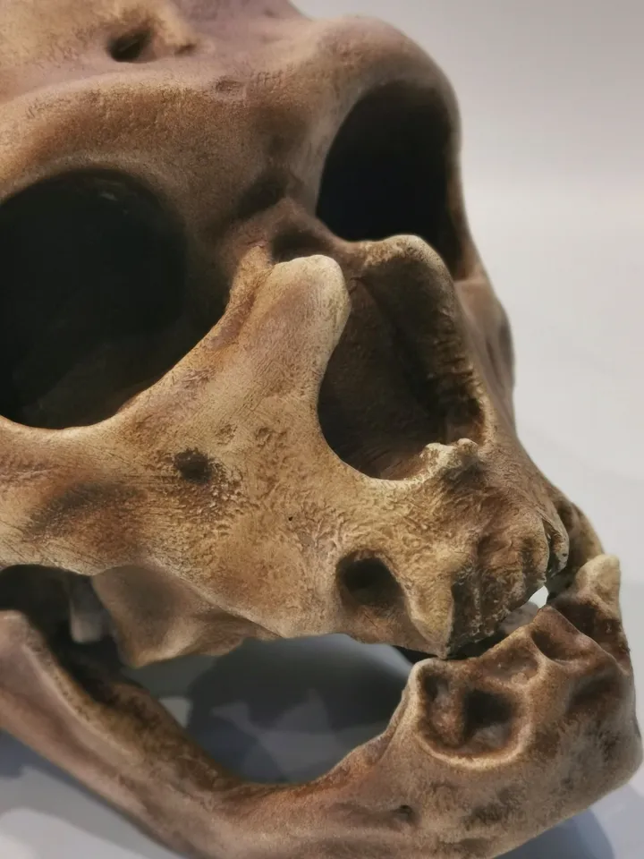 Homo Neanderthal Skull La Chapelle-aux-Saints Replica, The Old Man of La Chapelle, Prehistoric Fossil Collection, Realistic Hominid Skull