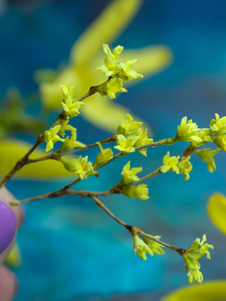 TUTORIAL Miniature forsythia with air dry clay