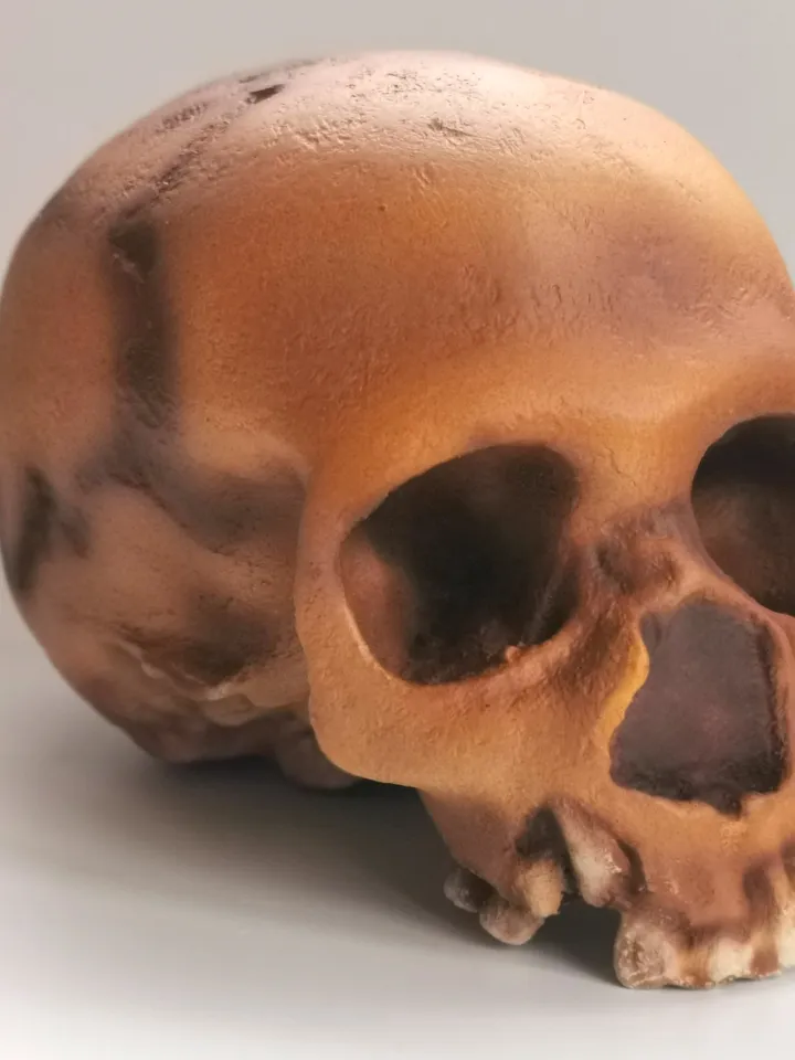 Homo Neanderthal from Teshik-Tosh Skull Replica, Prehistoric Fossil Collection, Realistic Hominid Skull, Museum Quality