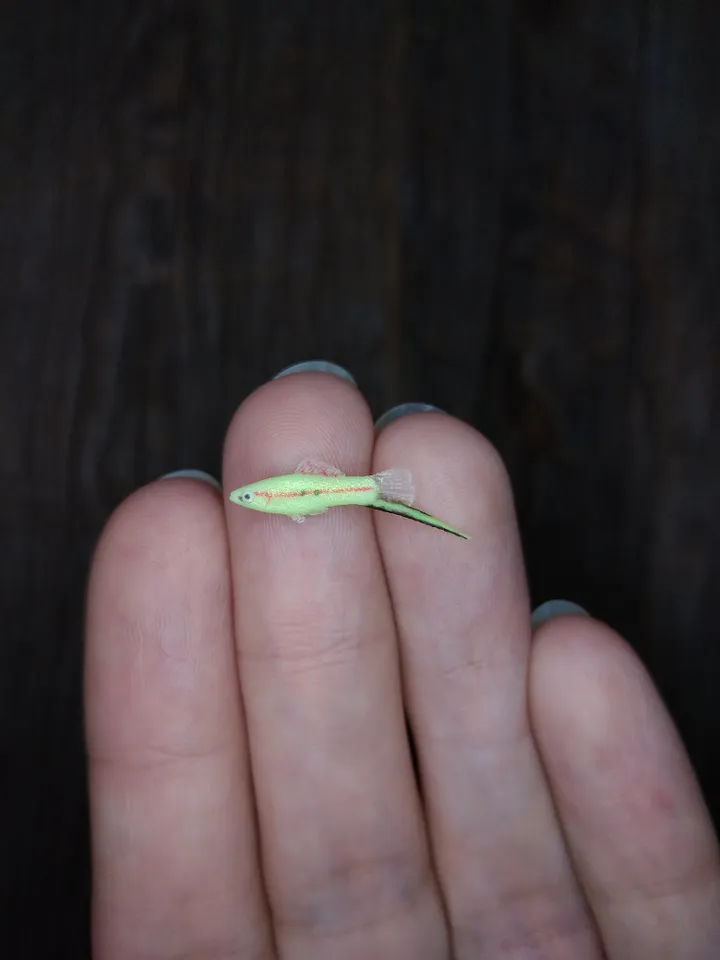 Miniature clay Swordtail fish 5 pcs, tiny fish for diorama, dollhouse or resin art