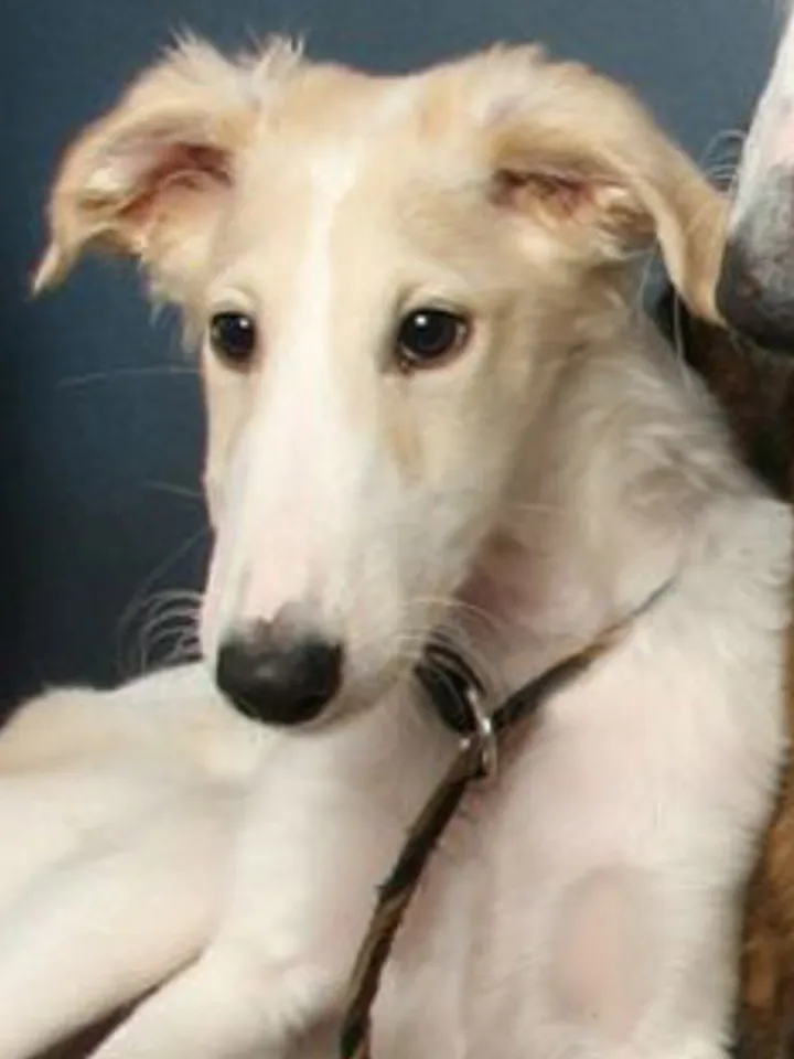 individual order. greyhound dog