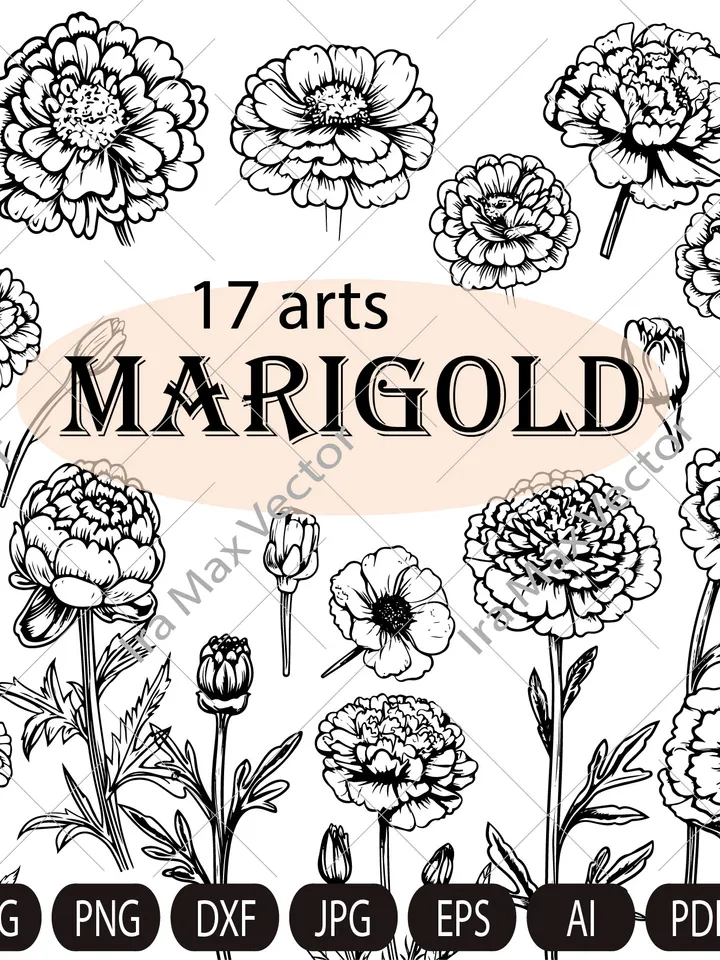 Marigold SVG Bundle, Marigold Flower svg, Marigold dxf, Marigold png, Marigold eps, Marigold vector, Marigold cut files, Marigold outline