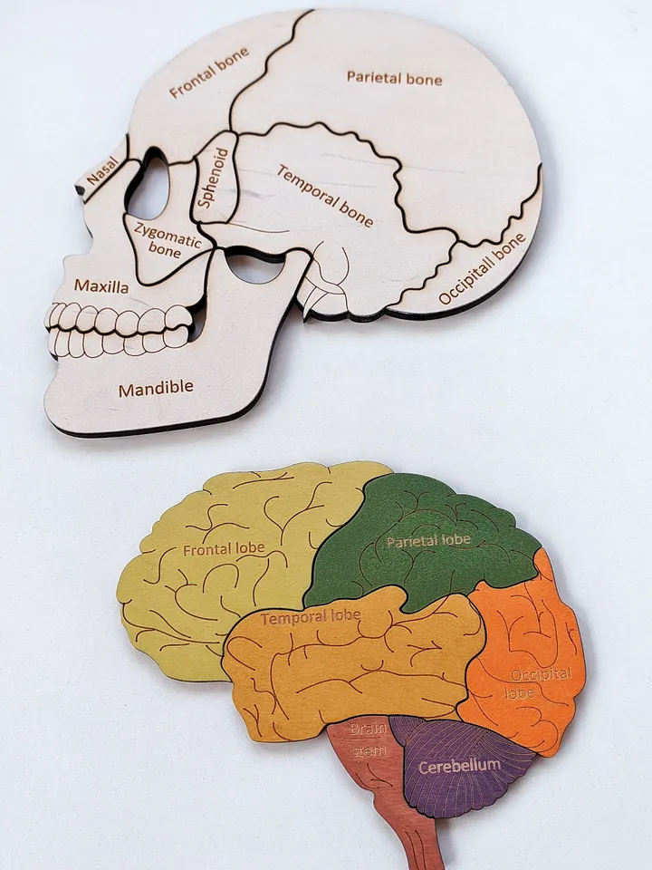 Wooden Puzzle Skull Brain structure puzzle Montessori Wooden puzzle Anatomy game science play