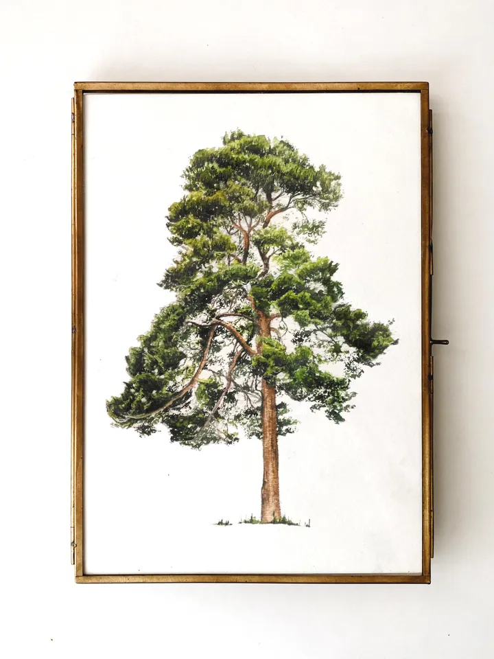 Watercolor poster "PINE TREE"