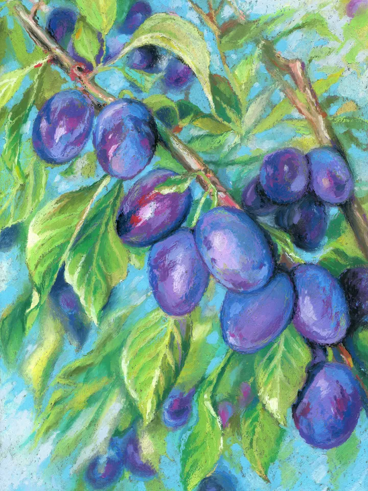 Plums Fruit on a branch Oil pastel drawing on kraft paper.