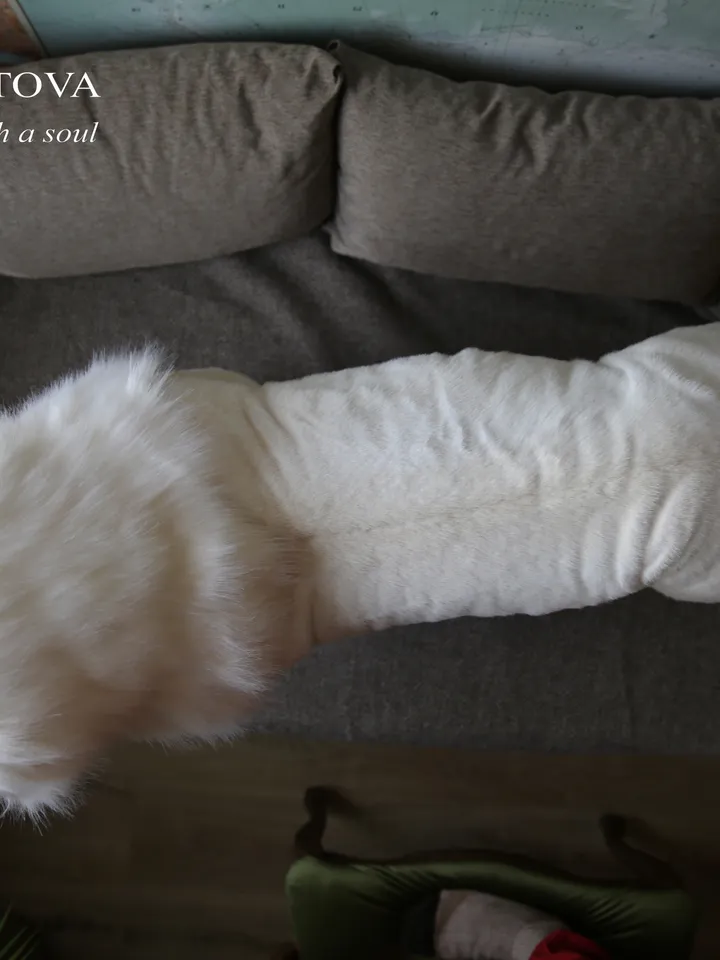 White lion