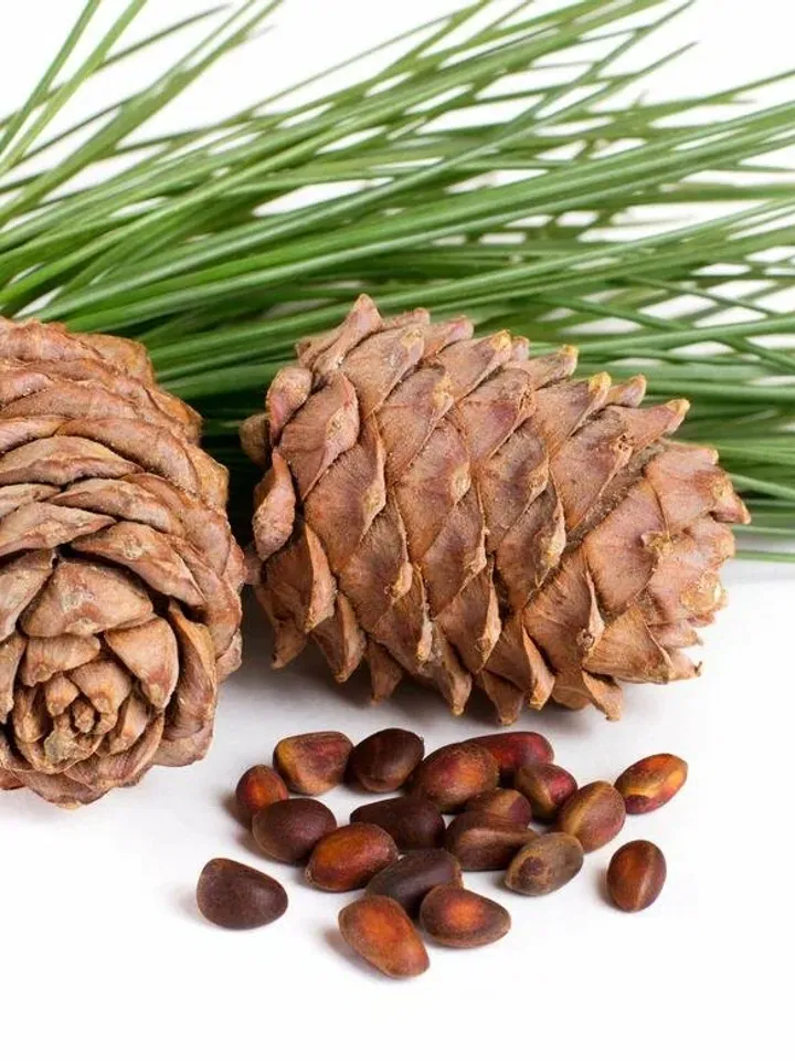 three Cedar cones