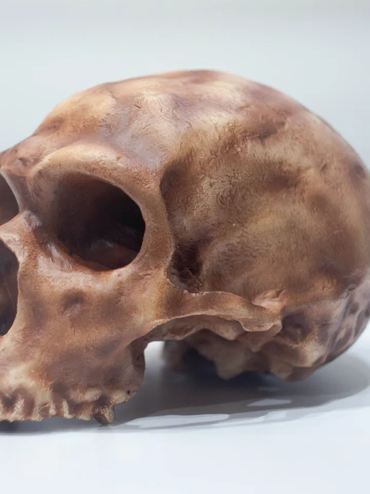 Homo Neanderthal La Ferrasie 1 Skull Replica, Prehistoric Fossil Collection, Realistic Hominid Skull, Museum Quality