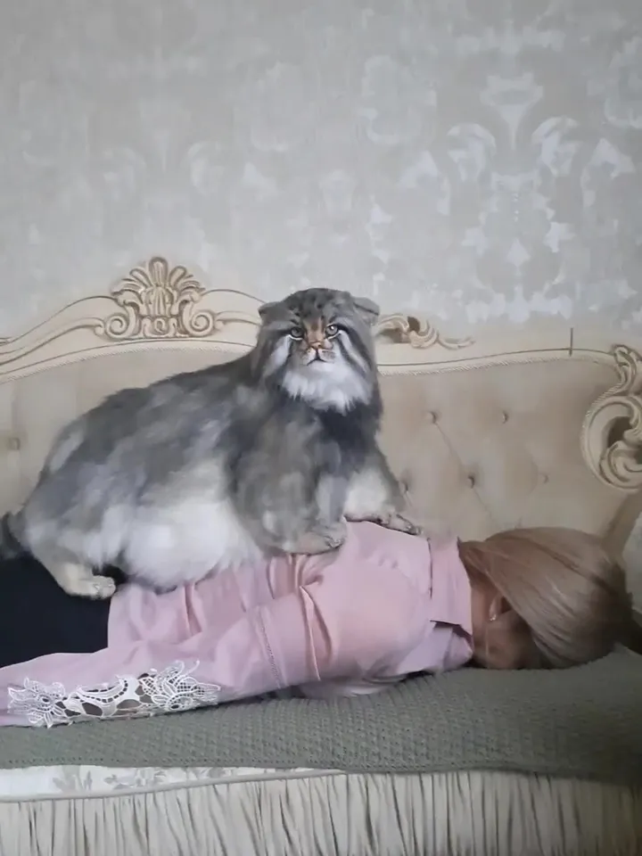 Pallas's cat (Otocolobus manul ) Semen