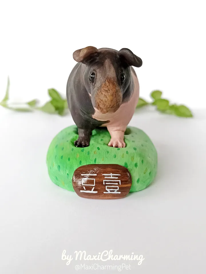 Custom Hairless skinny Guinea pig