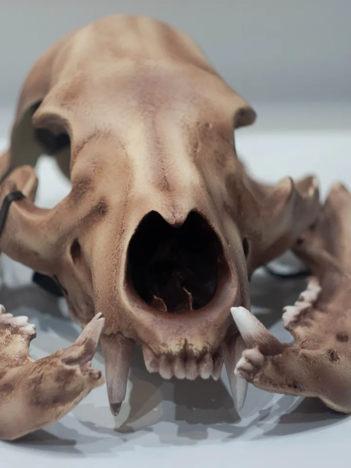 Bear Skull Helmet, Cosplay Bear head Mask, Animal Skull mask, realistic bear mask, tribal headpiece, Headpiece skull, DIY
