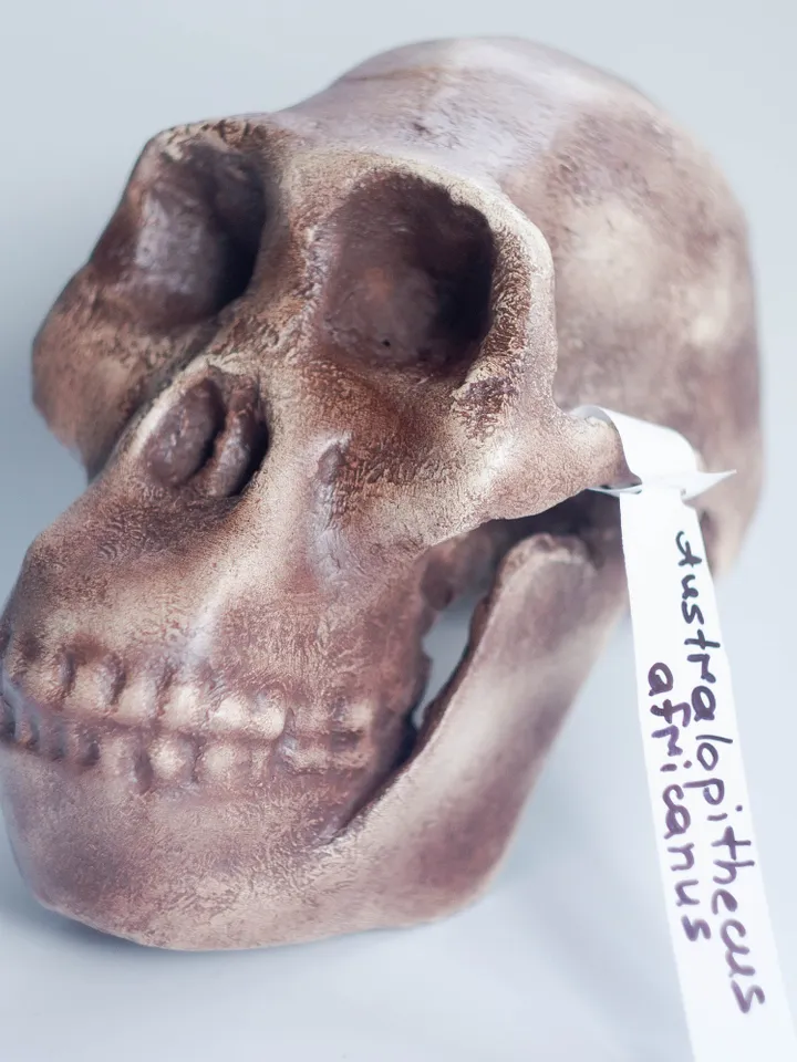 Australopithecus africanus Skull Replica, Prehistoric Fossil Collection, Realistic Hominid Skull, Museum Quality
