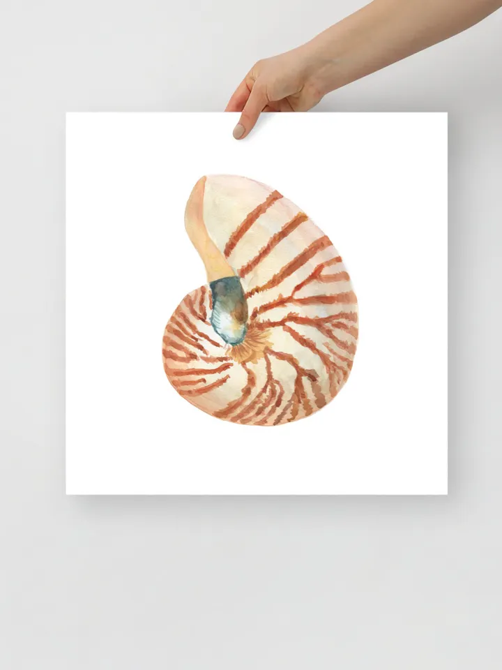 Shells, Shell art,Sea Shell Art, Shell Decor, Beach Cottage Art, Sea Shells Painting, Marine, Coastal Decor, Beach House art, Beach Artt,
