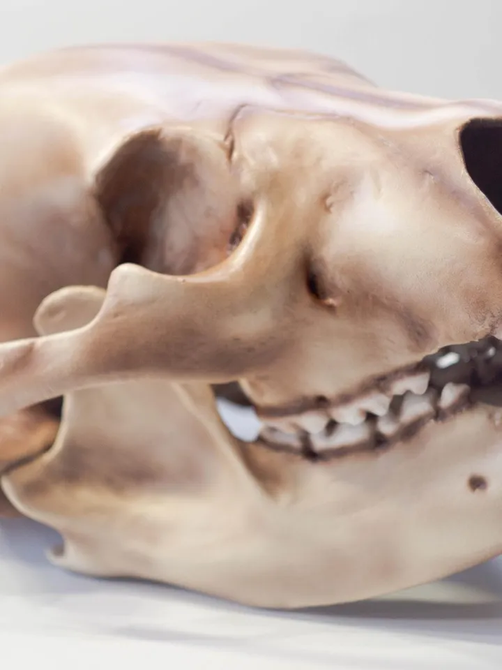 Bear Anatomical Skull Replica, Black bear skull, Skull Decoration for Halloween, Oddities Faux Taxidermy