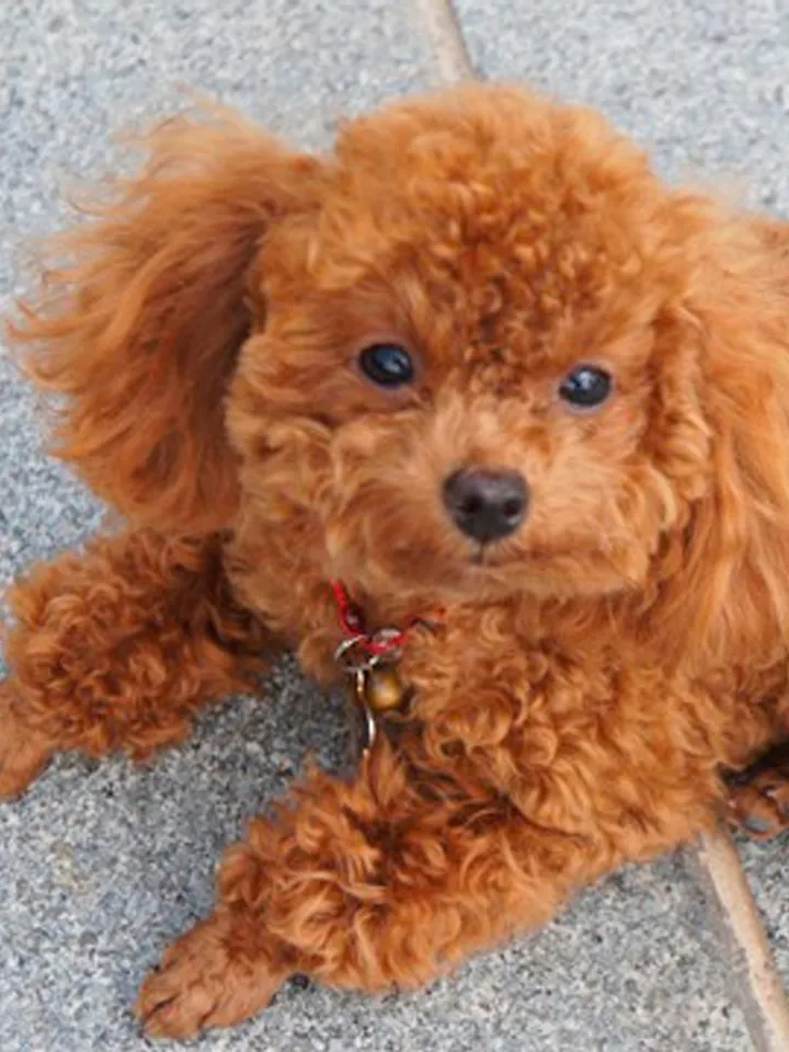 Needle Felted dog, Realistic pet portrait