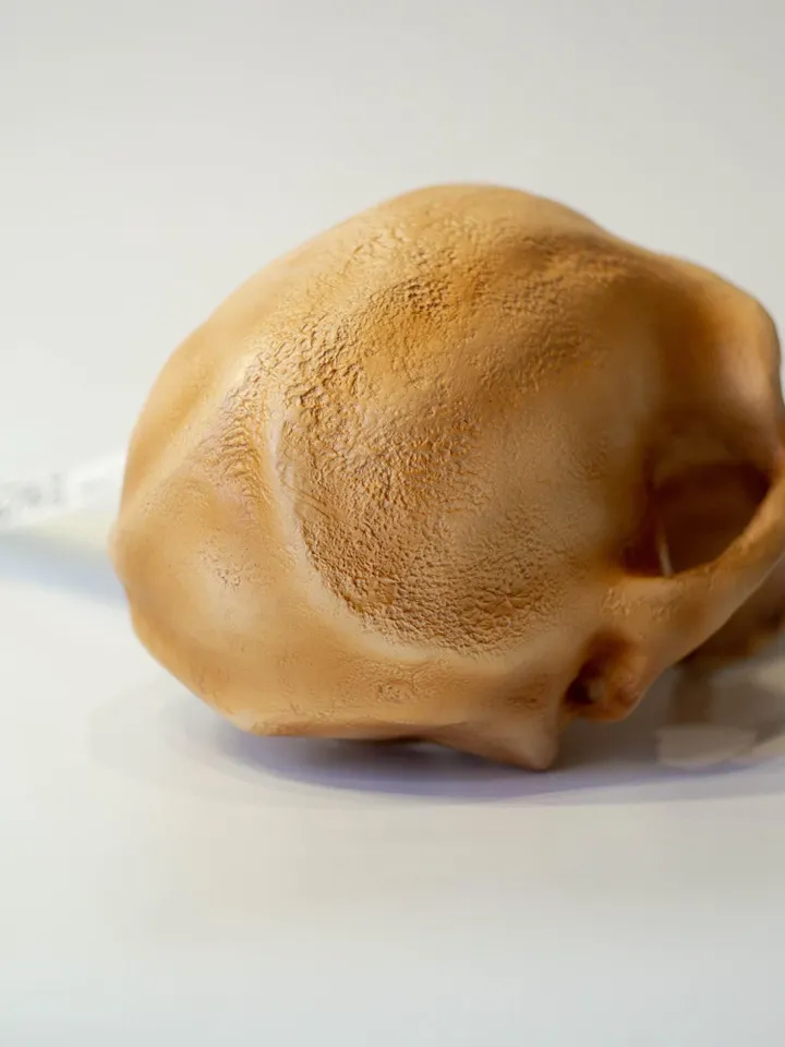 Australopithecus africanus Skull Replica, Prehistoric Fossil Collection, Realistic Hominid Skull, Museum Quality