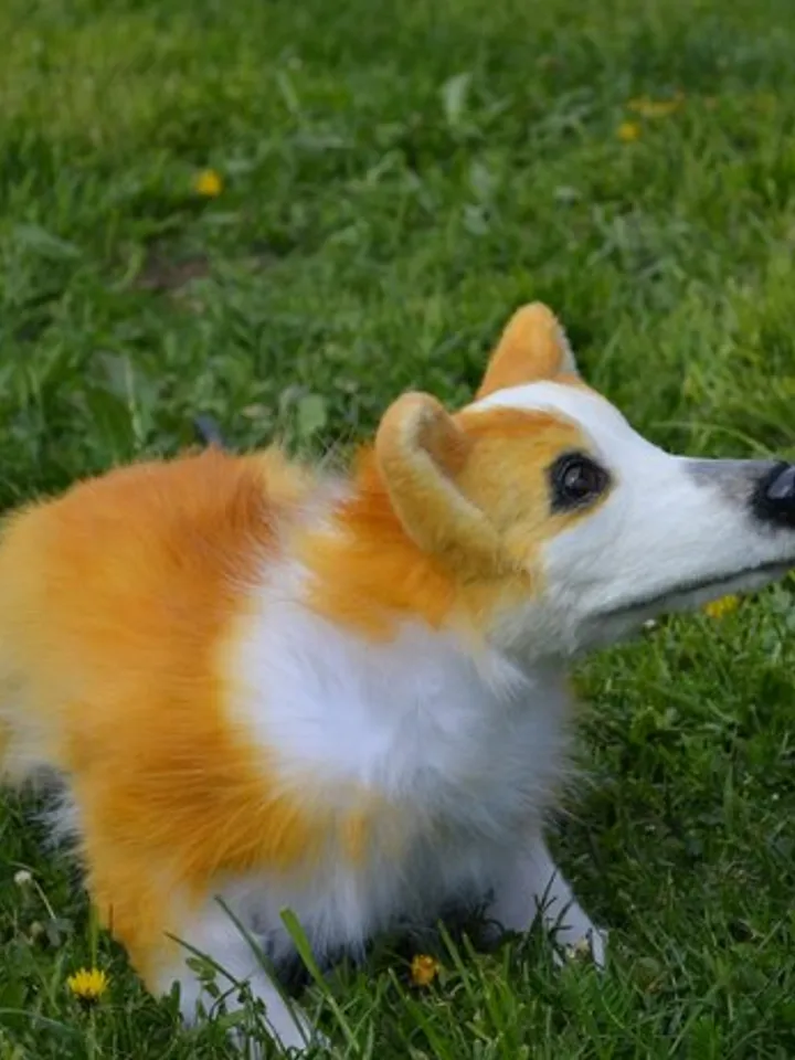 Corgi dog. Stuffed toy dog.