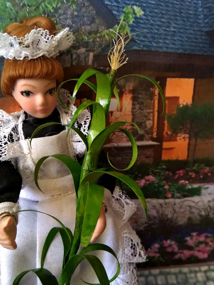 Corn trunk to create a puppet garden.1:12 scale.