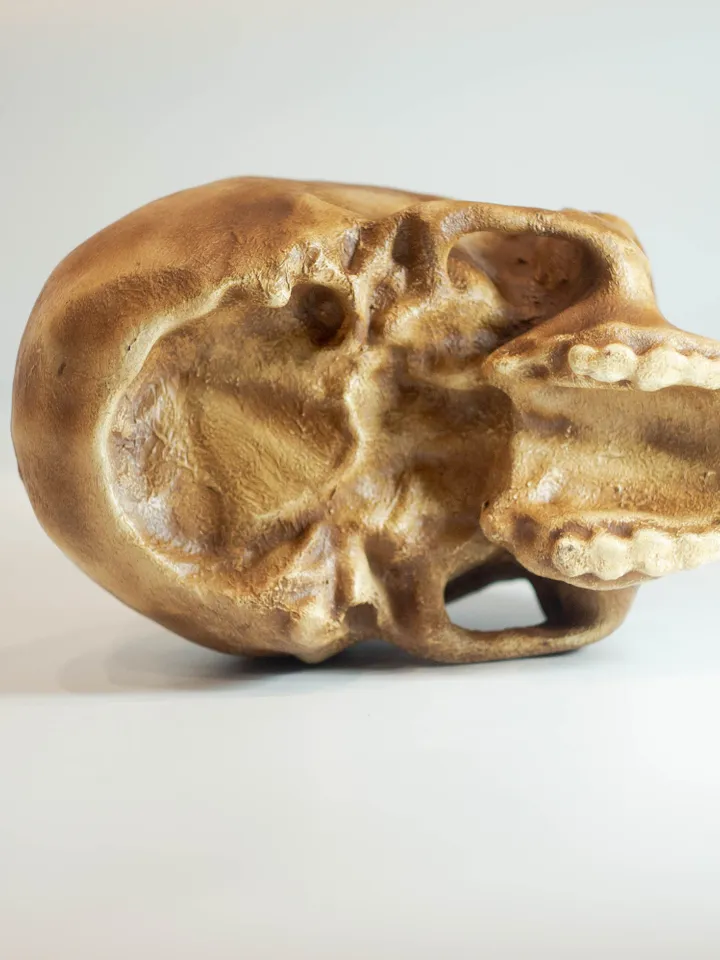 Homo Neanderthal Steinheim Man Skull Replica, Prehistoric Fossil Collection, Realistic Hominid Skull, Museum Quality