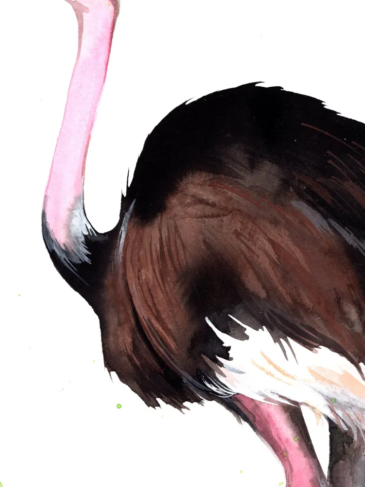 Ostrich Original watercolor, bird painting, wall decor, 8x11 in handmade art by Anne Gorywine