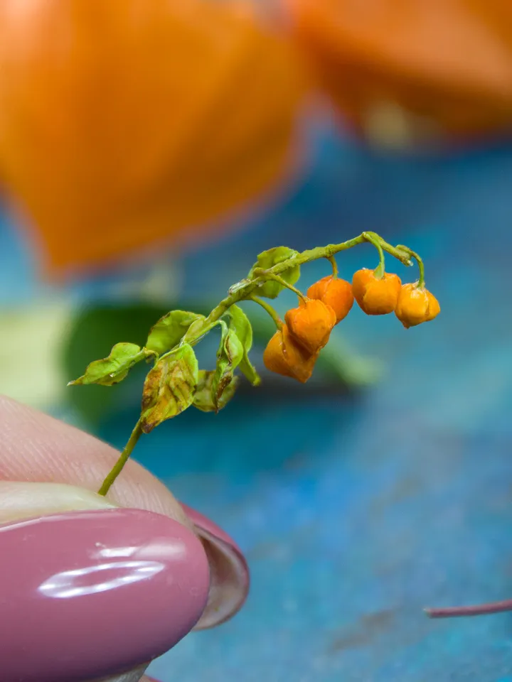 TUTORIAL Miniature physalis with air dry clay