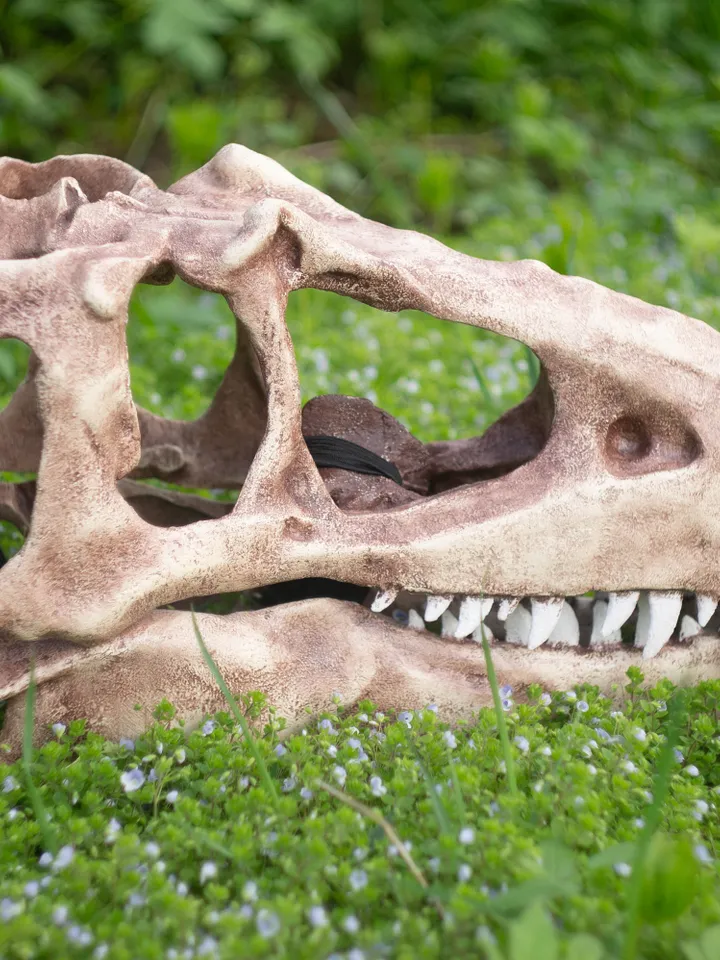 T-Rex Skull Mask, Dinosaur Skull, Tyrannosaurus Fossil Skull, tyrannosaurus rex, dinosaur mask, dino mask, resin mask, Horror Mask