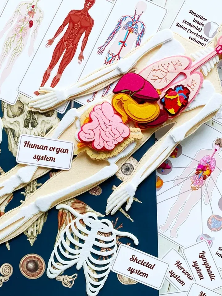 Anatomy board, FULL SET (skeleton and organs),Small Human Anatomy, Medical Human body, Montessori science play set