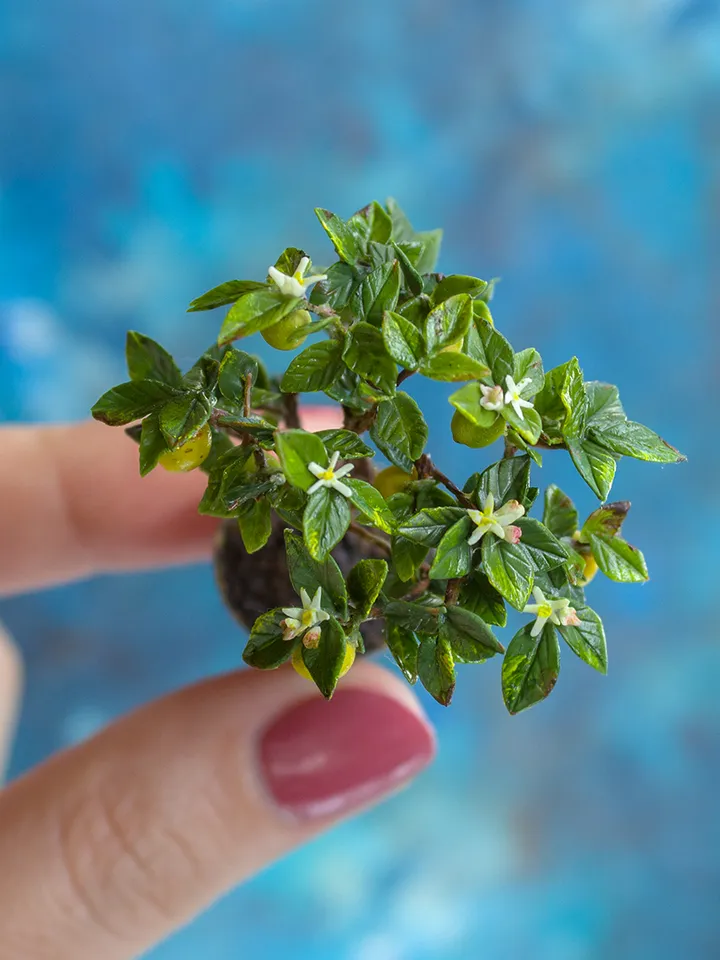 MINIATURE Lemon tree in a ceramic pot | Dollhouse miniatures