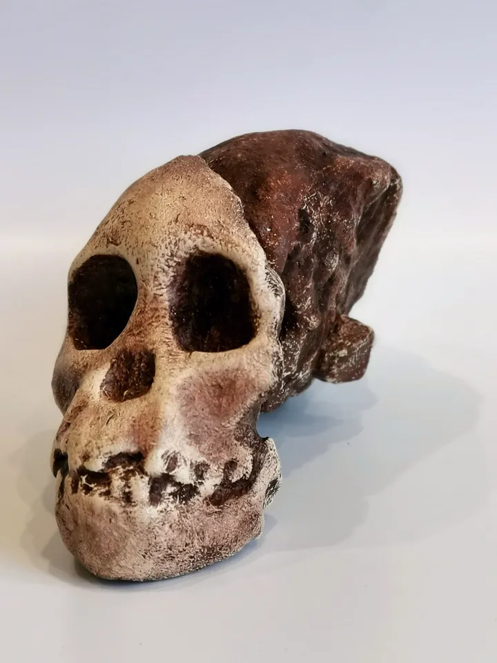 Taung Child Australopithecus Africanus Skull Replica, Prehistoric Fossil Collection, Realistic Hominid Skull, Museum Quality