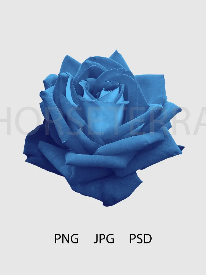 Blue rose. PSD file. PNG file. JPG file