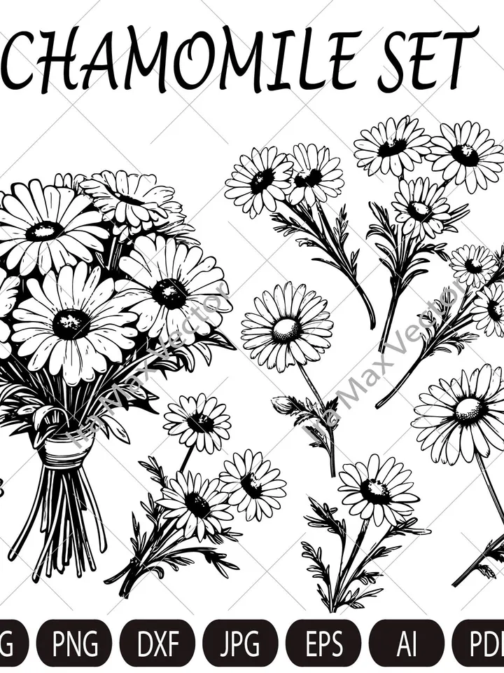 Chamomile Flowers Clip Art, Chamomile PNG, Floral Clipart, Herbal Clip Art, Wildflower, Wedding Invitation, Detailed Floral Illustration