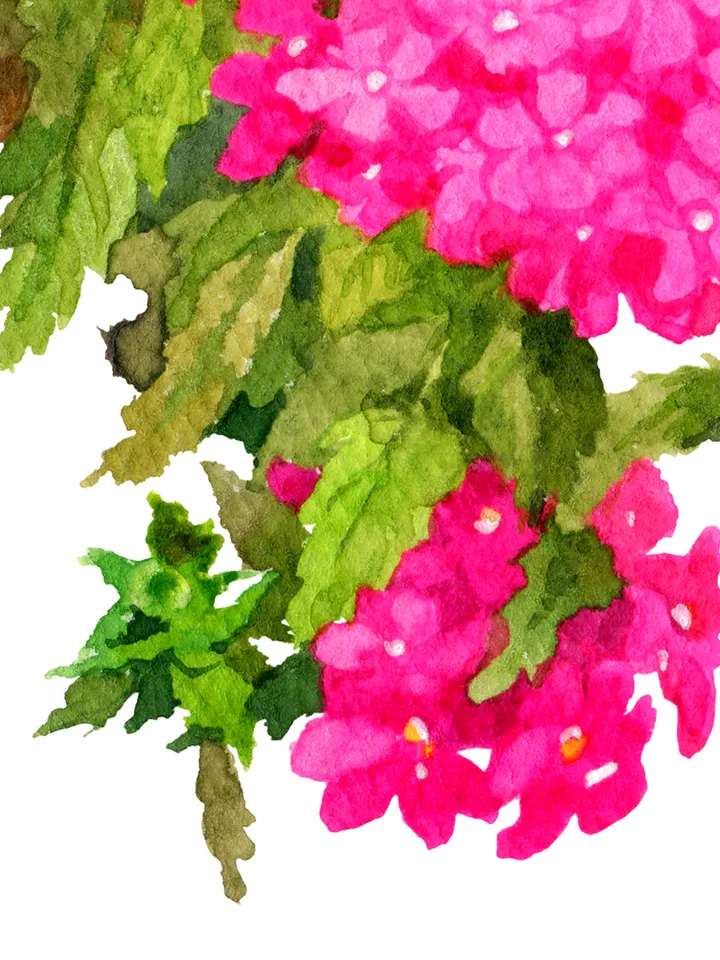 Watercolor botanical clipart, Bright pink flowers in a pot, 2 Digital files PNG and JPEG on transparent and white background, Flower clipart for garden design