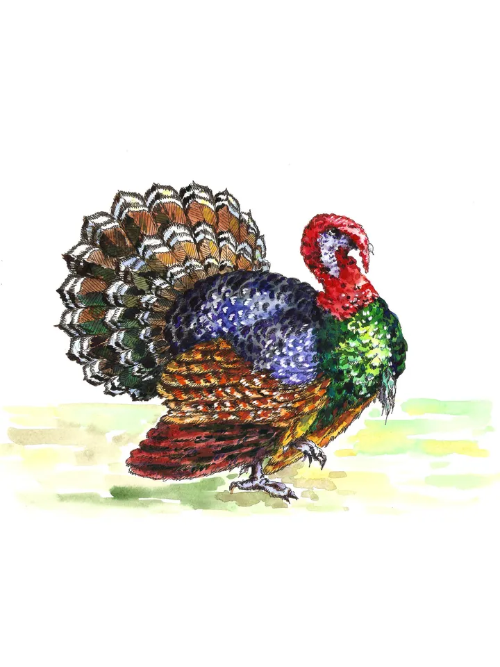 Turkey Painting Bird Original Art Farm Artwork Watercolor Painting 8 by 11 Above Sofa Art by TatianaArtShop