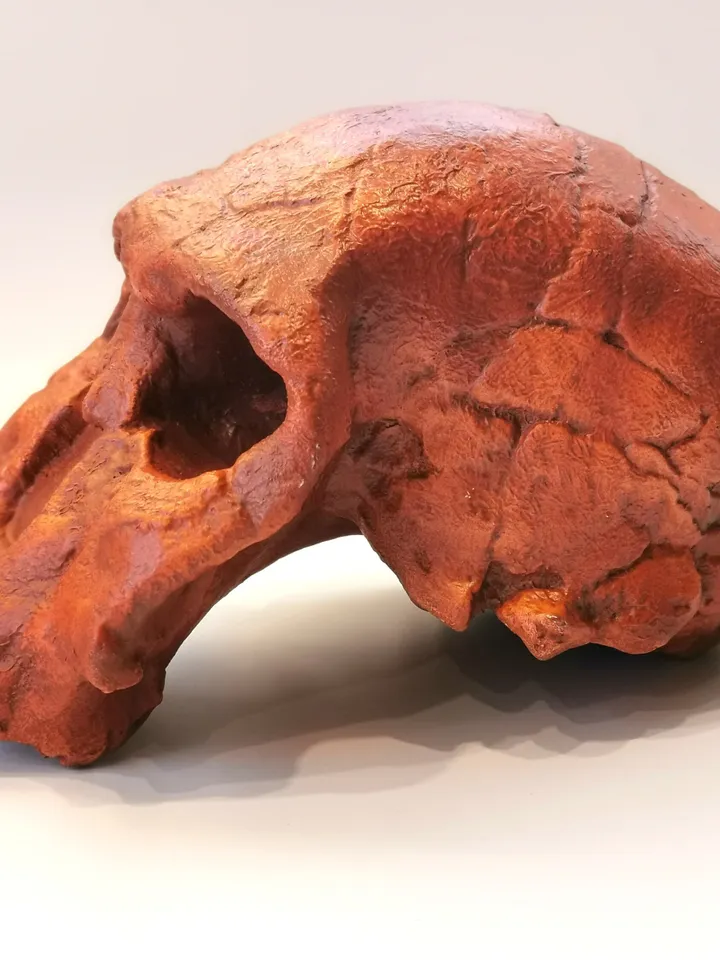 Homo Rudolfensis Skull Replica (KNM-ER), Prehistoric Fossil Collection, Realistic Hominid Skull