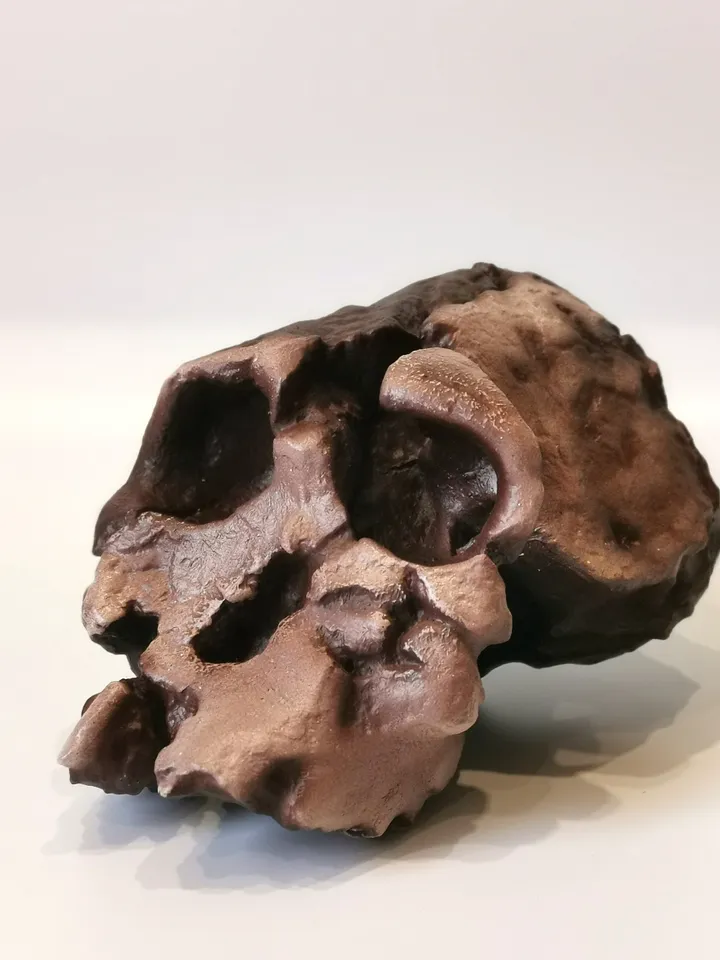 Kenyanthropus Platyops Skull Replica, Prehistoric Fossil Collection, Realistic Hominid Skull, Museum Quality