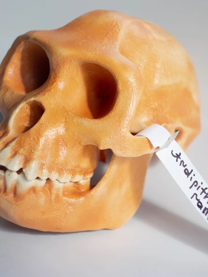 Ardipithecus Ramidus Skull Replica, Prehistoric Fossil Collection, Realistic Hominid Skull, Ardipithecus Ramidus Skull BH-039