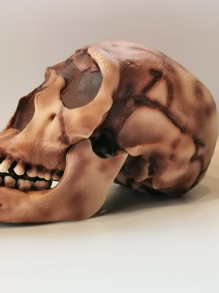 Homo Ergaster Skull Replica Turkana Boy, Prehistoric Fossil Collection, Realistic Hominid Skull, Museum Quality