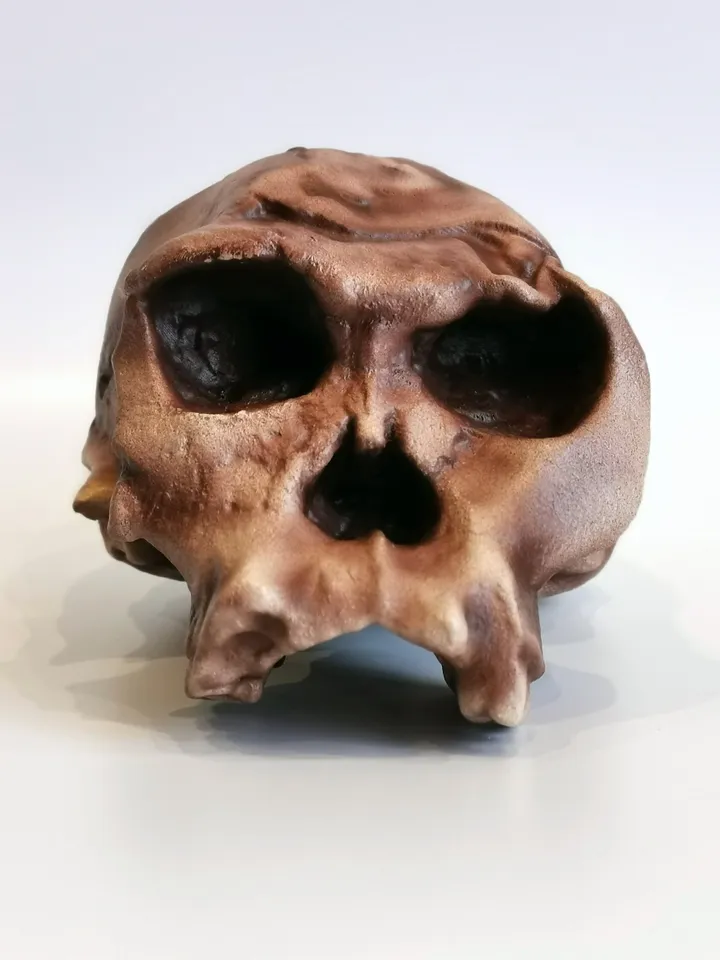 Homo Habilis OH 24 Twiggy Skull Replica, Prehistoric Fossil Collection, Realistic Hominid Skull, Museum Quality