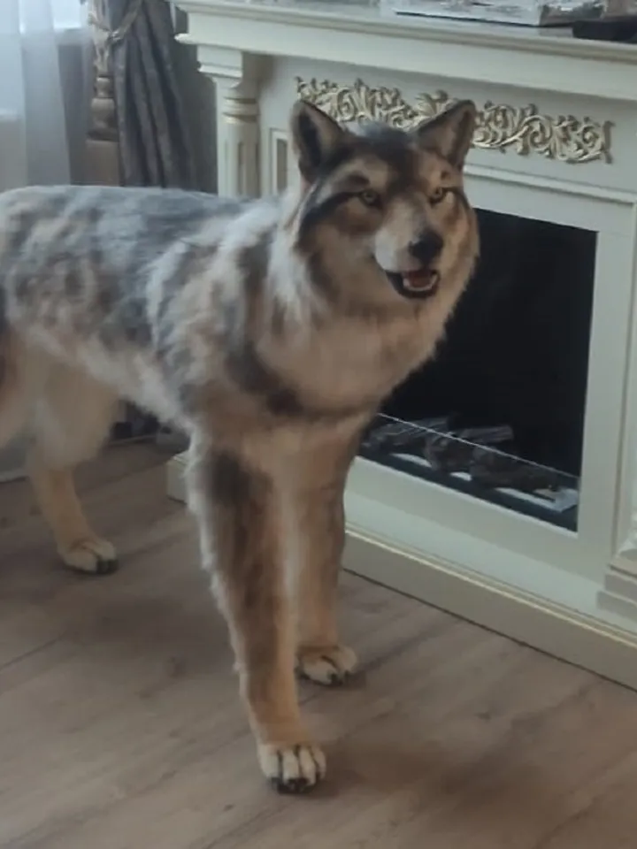 Big Wolf. Hero of the fairy tale "Little Red Riding Hood"